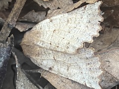 Dectochilus antucaria