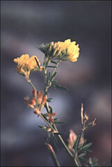 Medicago falcata