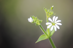 Stellaria chilensis