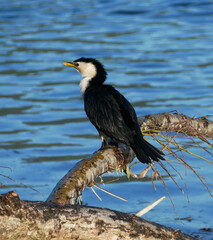 Microcarbo melanoleucos brevirostris