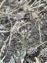 Eriogonum vimineum