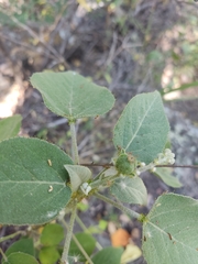 Croton ciliatoglandulifer