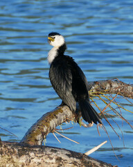 Microcarbo melanoleucos brevirostris