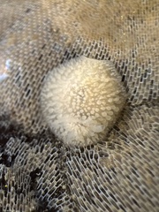Onchidoris muricata