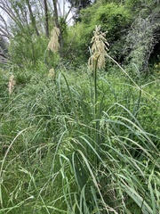 Austroderia richardii
