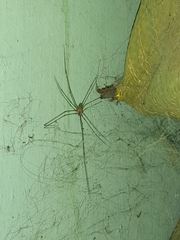 Crossopriza lyoni