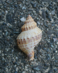Austrofusus glans
