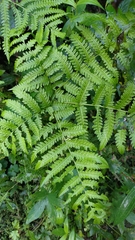 Pteris wallichiana