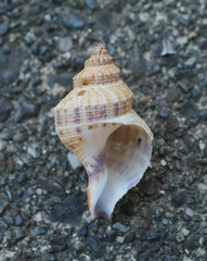 Austrofusus glans