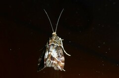 Eudonia legnota
