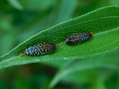 Acmaeodera haemorrhoa