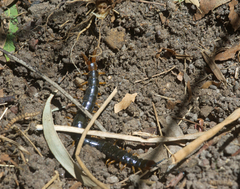 Cormocephalus westwoodi