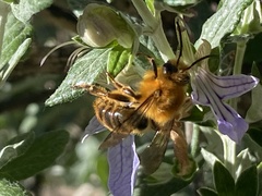 Cadeguala occidentalis