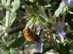 Cadeguala occidentalis