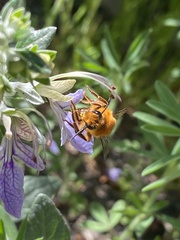 Cadeguala occidentalis