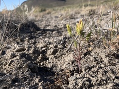 Cordylanthus ramosus