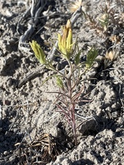 Cordylanthus ramosus