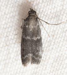 Eurythmia angulella