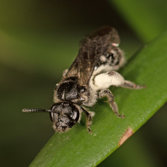 Chilalictus