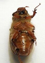 Melolonthinae