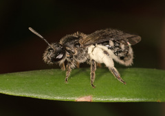 Chilalictus