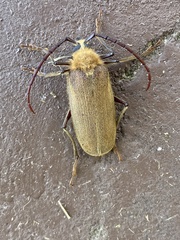 Acanthinodera cumingii