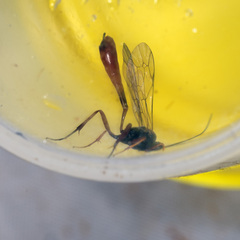 Campopleginae