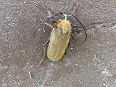 Acanthinodera cumingii