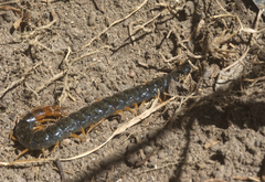 Cormocephalus westwoodi