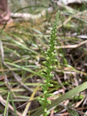 Microtis parviflora