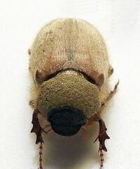 Melolonthinae