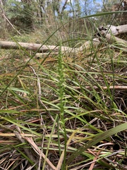 Microtis parviflora
