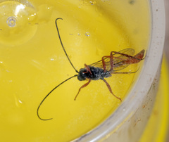 Campopleginae