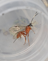 Cryptinae