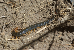 Cormocephalus westwoodi