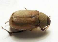 Melolonthinae