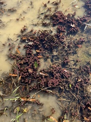 Azolla caroliniana