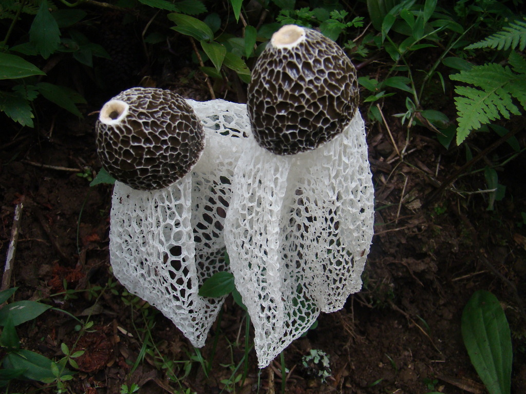 Phallus indusiatus · January 2009 · photo: © lucaskaminski (iNaturalist, cc-by)
