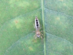 Cotinusa
