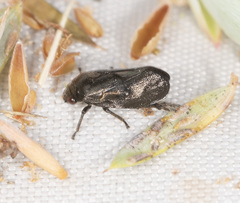 Cercopicesa tasmaniae