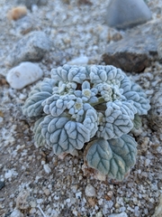 Psathyrotes ramosissima