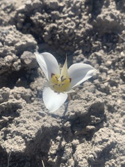 Calochortus bruneaunis