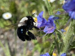 Centris cineraria
