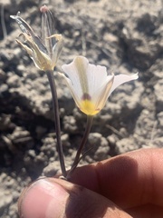 Calochortus bruneaunis