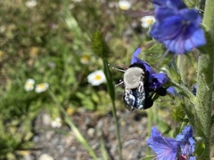 Centris cineraria