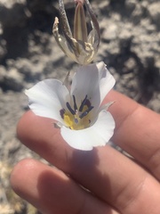 Calochortus bruneaunis