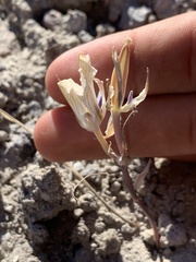 Calochortus bruneaunis