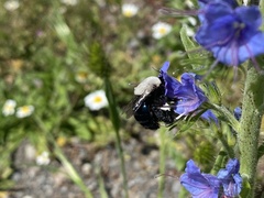Centris cineraria