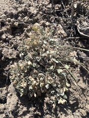 Astragalus calycosus calycosus