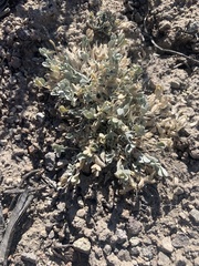 Astragalus calycosus calycosus